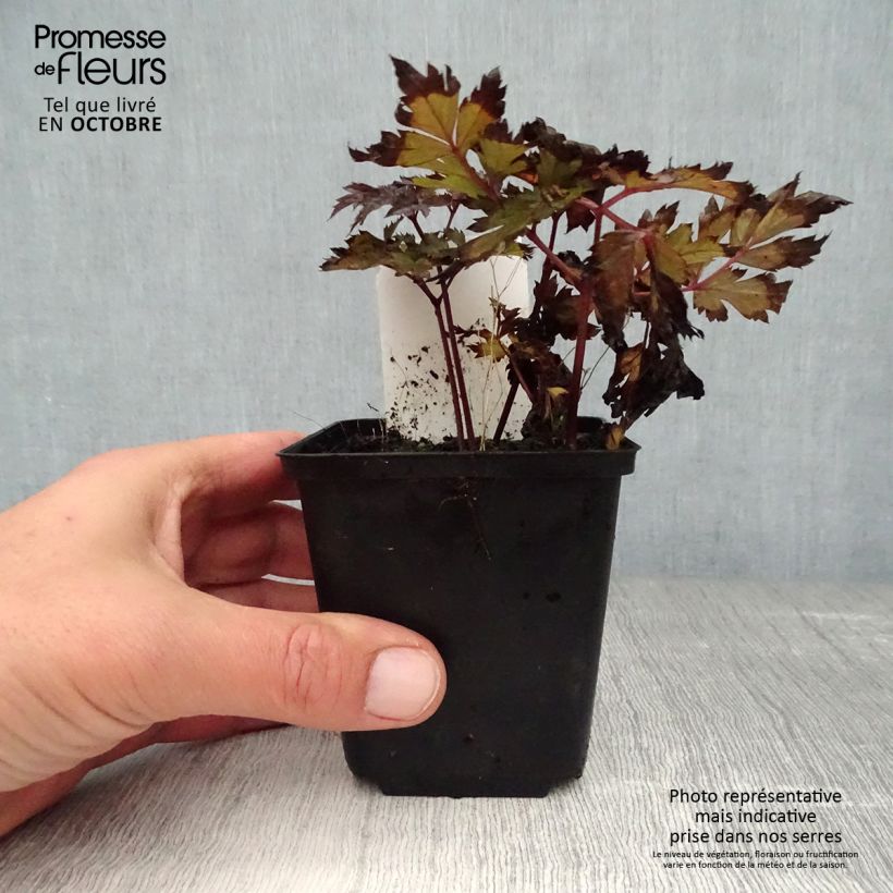 Amostra de Actaea simplex Pink Spike Vaso de 8/9 cm tal como entregue no outono