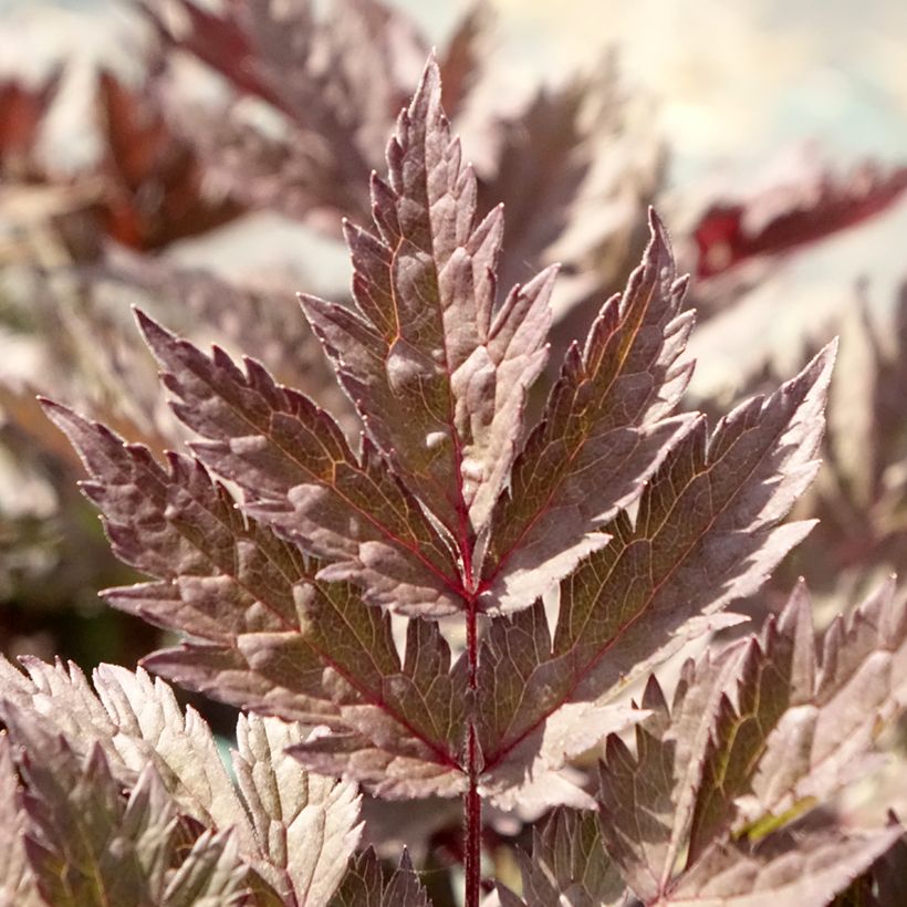 Actaea simplex Pink Spike (Folhagem)