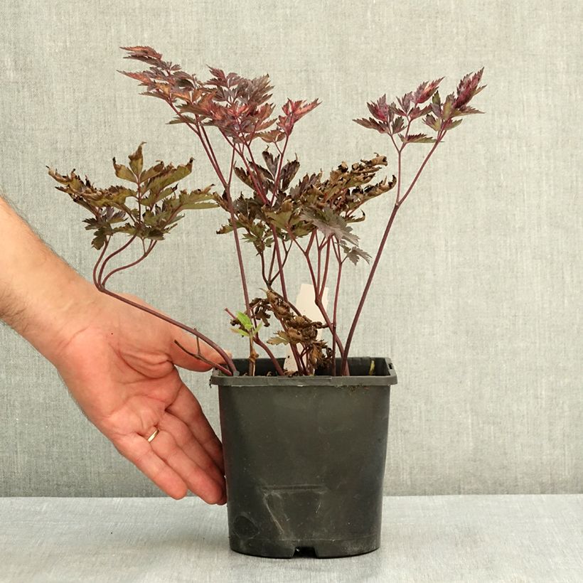 Amostra de Actaea simplex Pink Spike Vaso de 2 L/3 L tal como entregue no verão
