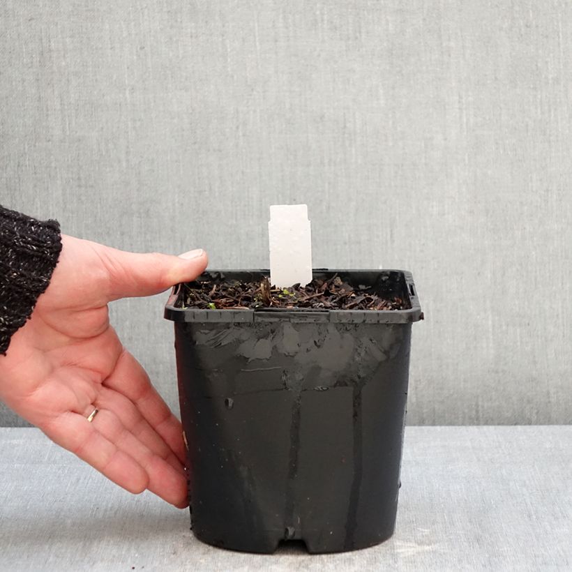 Amostra de Actaea simplex Pink Spike Vaso de 2 L/3 L tal como entregue no inverno