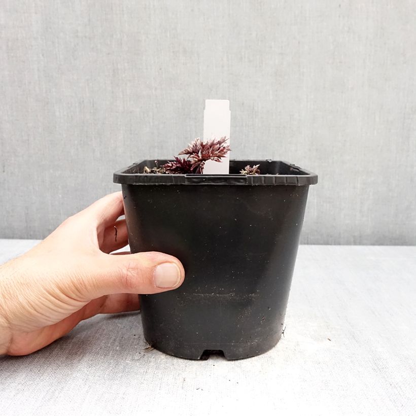 Amostra de Actaea simplex Pink Spike Vaso de 2 L/3 L tal como entregue na primavera
