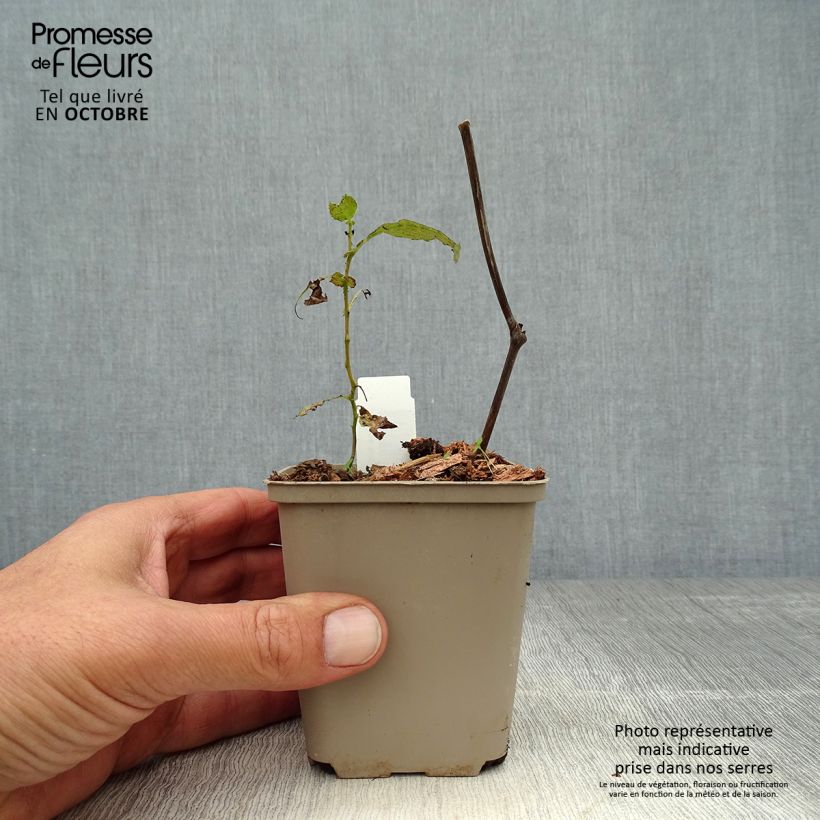 Amostra de Actaea simplex Carbonella Vaso de 8/9 cm tal como entregue no outono