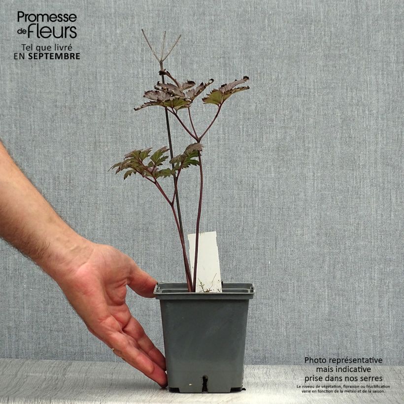 Amostra de Actaea simplex Carbonella Vaso de 1 L/1,5 L tal como entregue no outono