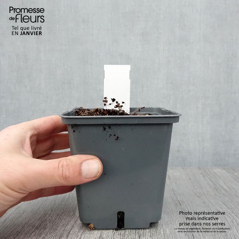 Amostra de Actaea simplex Carbonella Vaso de 1 L/1,5 L tal como entregue no inverno