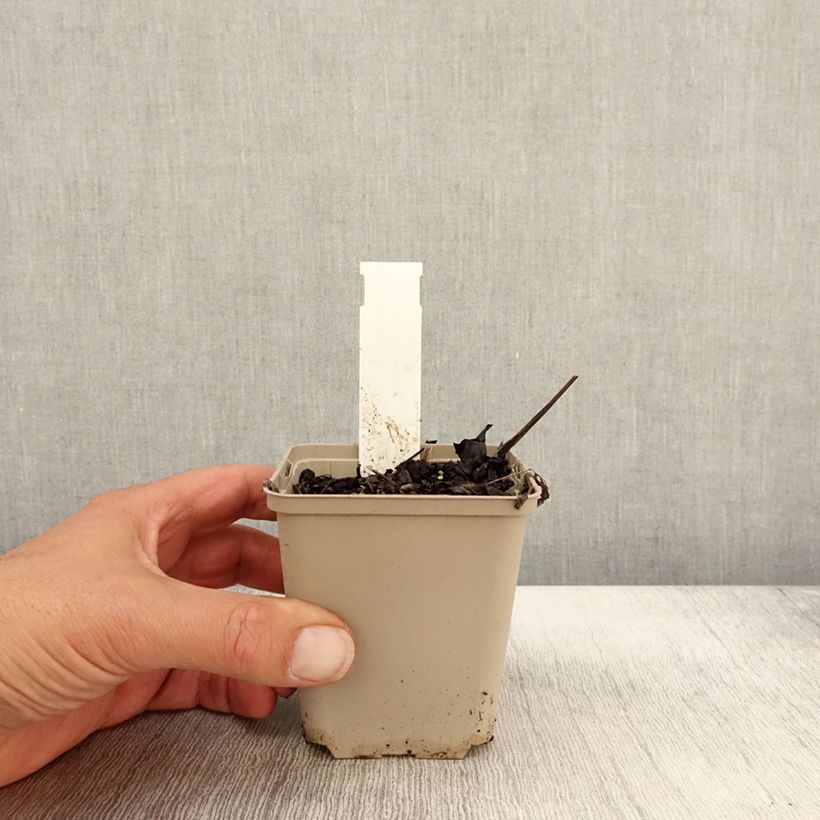 Amostra de Actaea simplex James Compton Vaso de 8/9 cm tal como entregue no outono