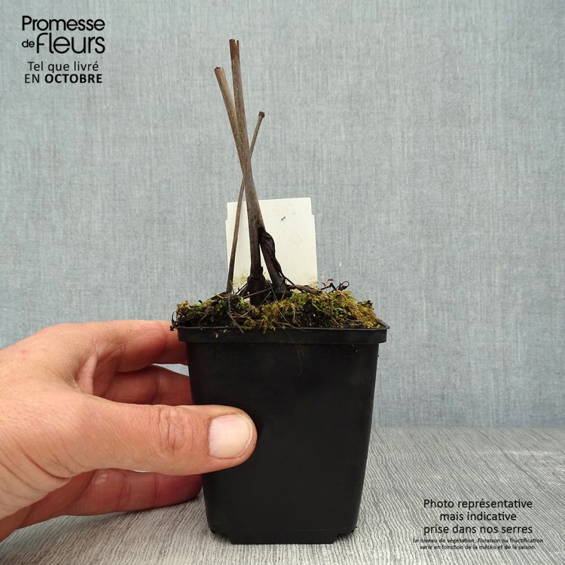 Amostra de Actaea racemosa Vaso de 8/9 cm tal como entregue no outono