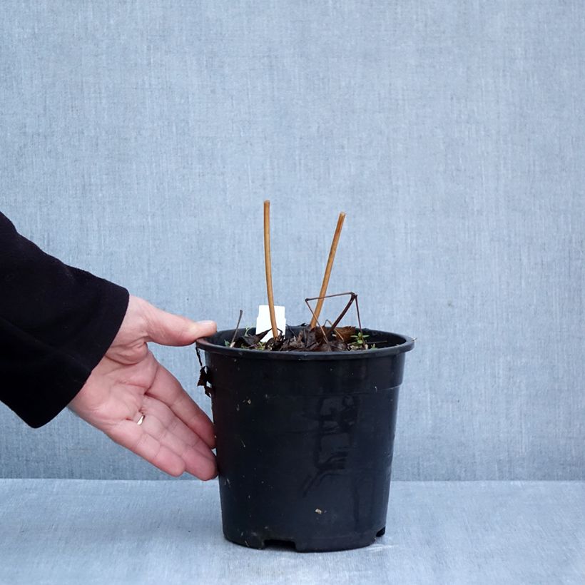 Amostra de Actaea racemosa Vaso de 2 L/3 L tal como entregue no outono