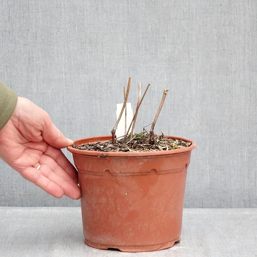 Amostra de Actaea racemosa Vaso de 2 L/3 L tal como entregue no inverno