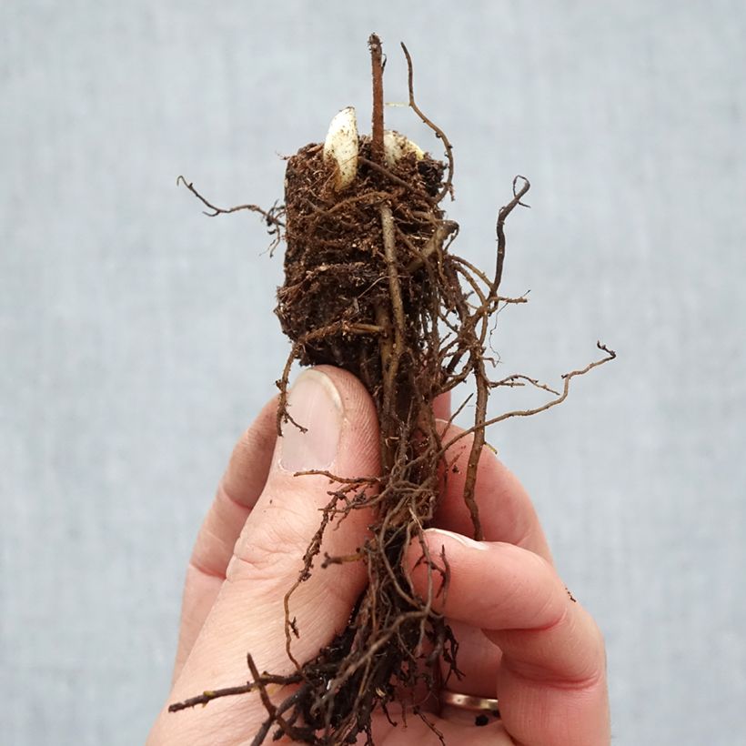 Amostra de Cimicifuga racemosa - Cierge d'argent Raízes nuas tal como entregue no inverno