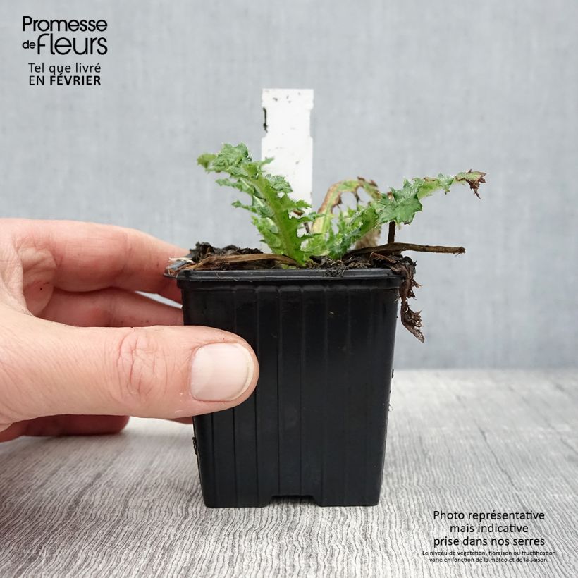 Amostra de Cirsium japonicum Rose Beauty - Cirse du Japon Vaso de 8/9 cm tal como entregue no inverno