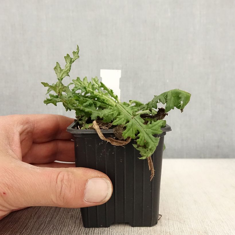 Amostra de Cirsium japonicum Rose Beauty Vaso de 8/9 cm tal como entregue na primavera