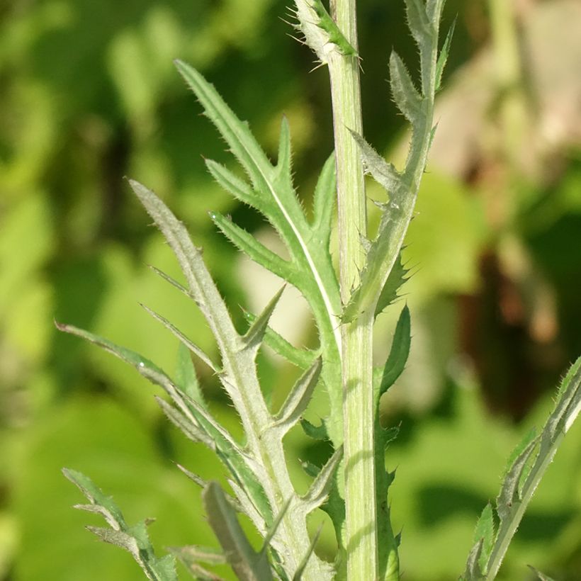 Cirsium rivulare Trevors Blue Wonder (Folhagem)