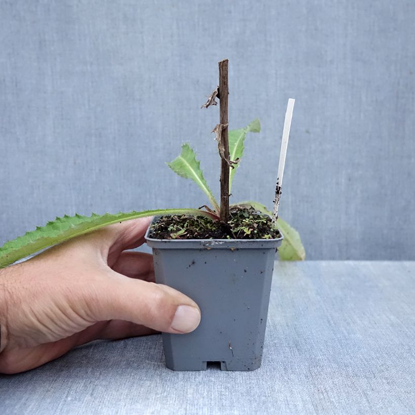 Amostra de Cirsium rivulare Trevors Blue Wonder Vaso de 8/9 cm tal como entregue no outono