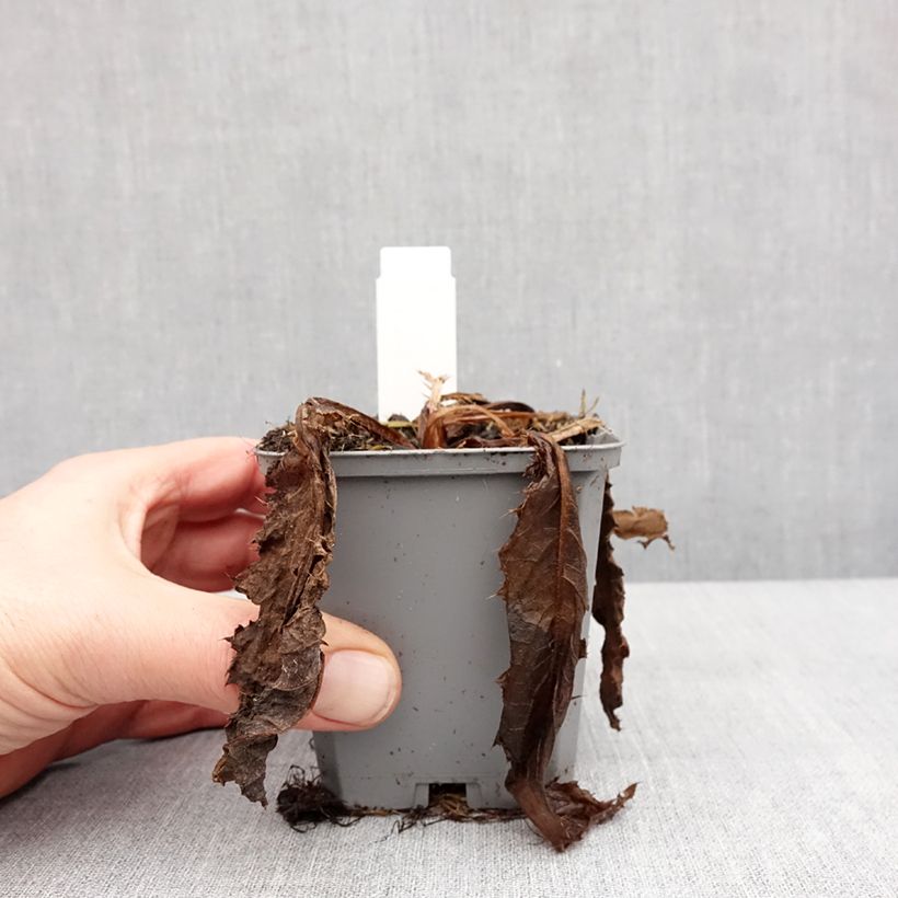 Amostra de Cirsium rivulare Trevors Blue Wonder Vaso de 8/9 cm tal como entregue no inverno