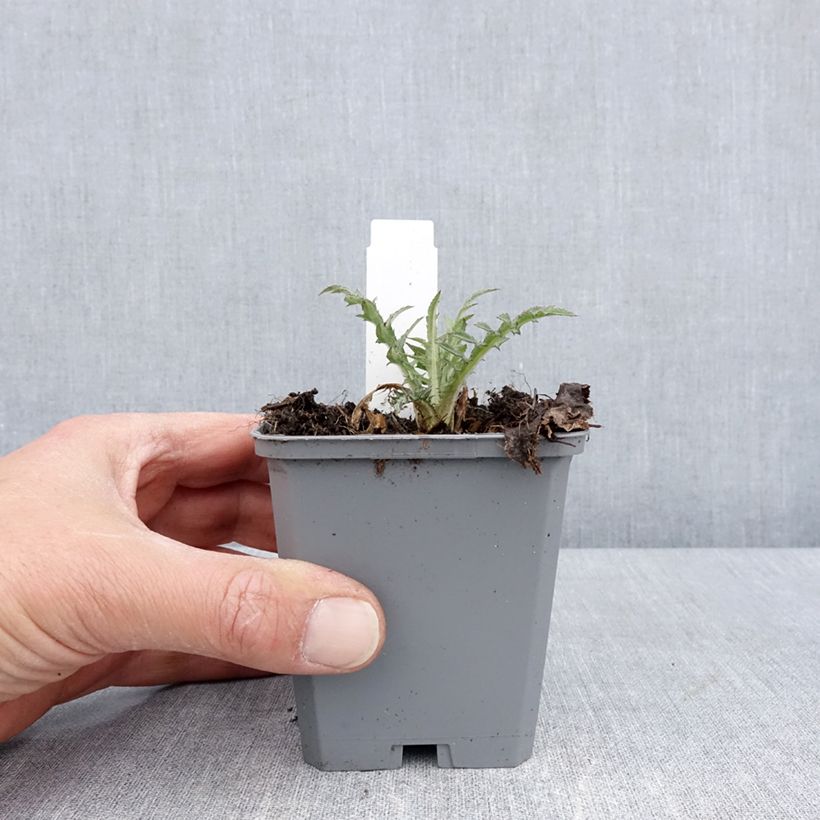 Amostra de Cirsium rivulare Trevors Blue Wonder Vaso de 8/9 cm tal como entregue na primavera