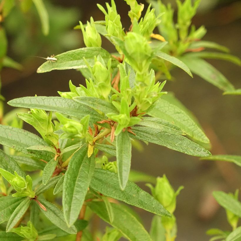 Cistus x lusitanicus Decumbens (Folhagem)