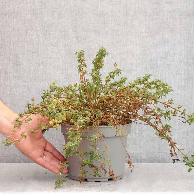 Amostra de Cistus obtusifolius Vaso de 2 L/3 L tal como entregue no verão