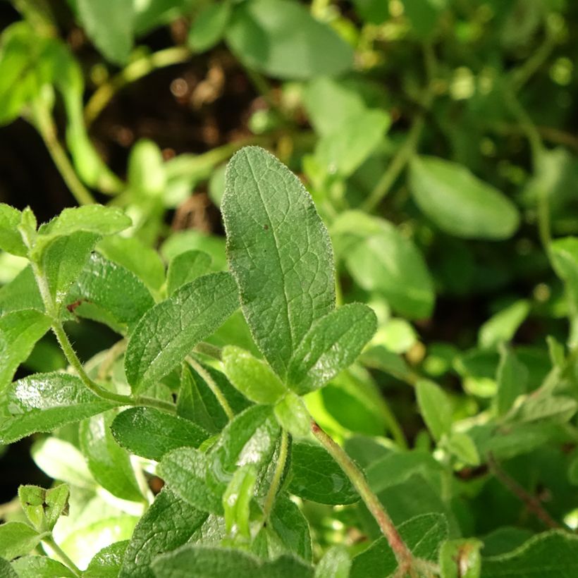 Cistus obtusifolius (Folhagem)