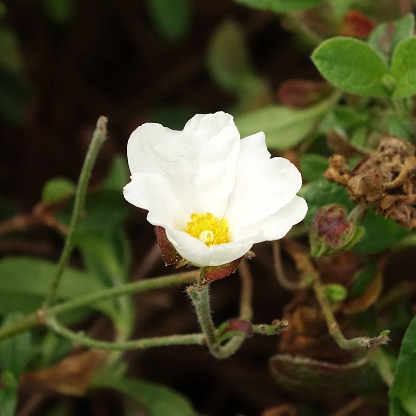 Cistus obtusifolius (Floração)