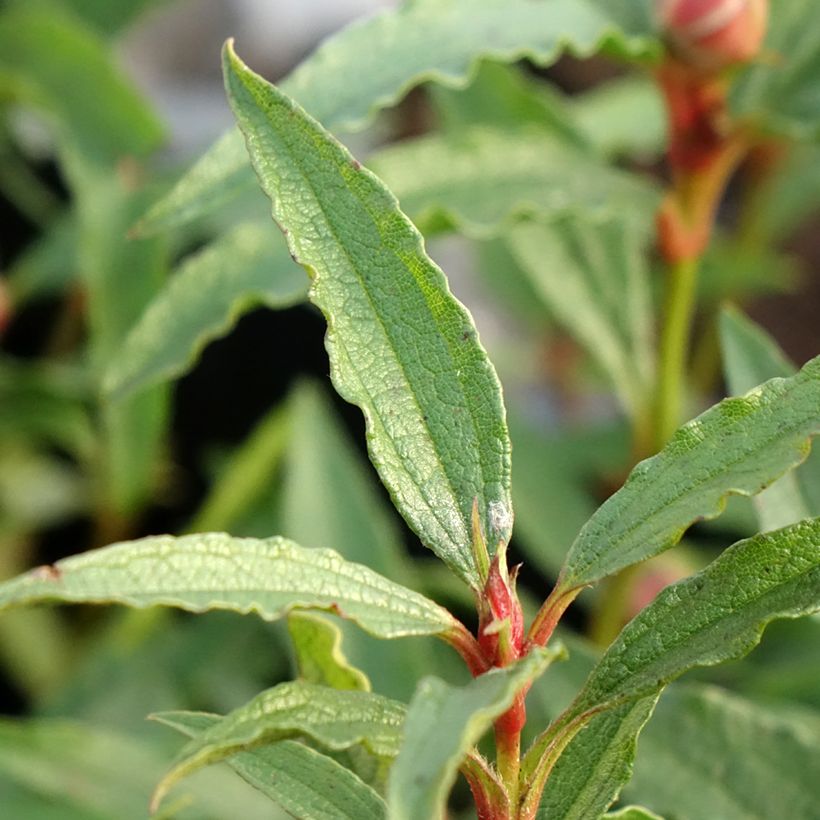 Cistus aguilarii Maculatus (Folhagem)