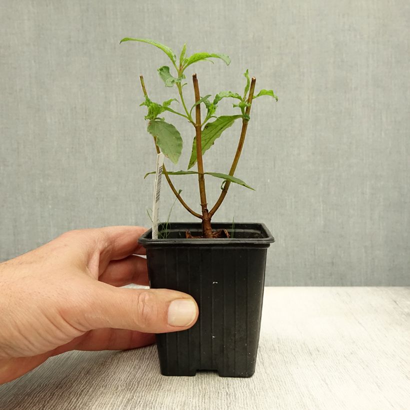 Amostra de Cistus aguilarii Maculatus Vaso de 8/9 cm tal como entregue no outono