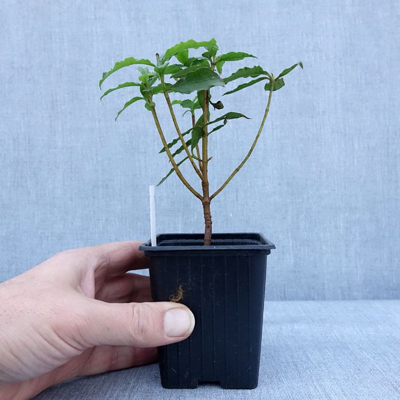 Amostra de Cistus aguilarii Maculatus Vaso de 8/9 cm tal como entregue no inverno