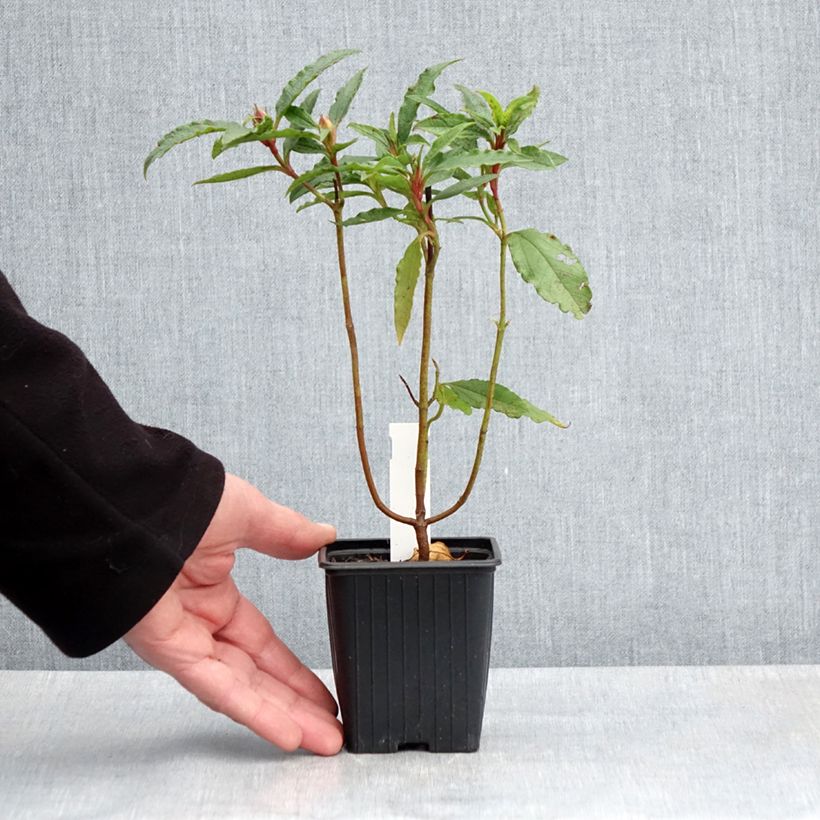 Amostra de Cistus aguilarii Maculatus Vaso de 8/9 cm tal como entregue na primavera