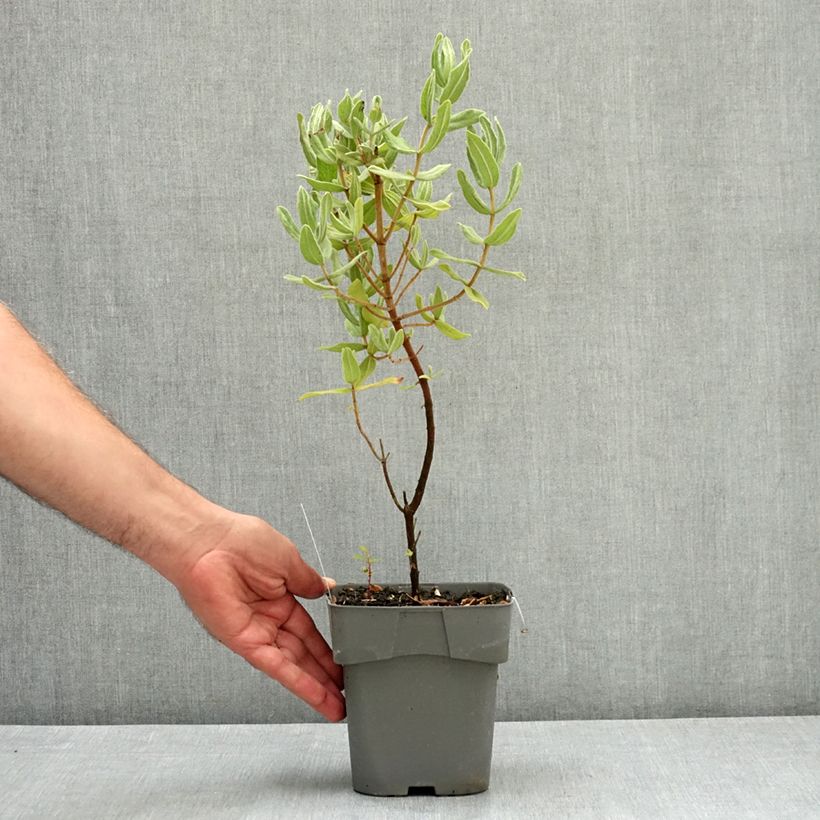 Amostra de Cistus albidus Vaso de 2 L/3 L tal como entregue no verão