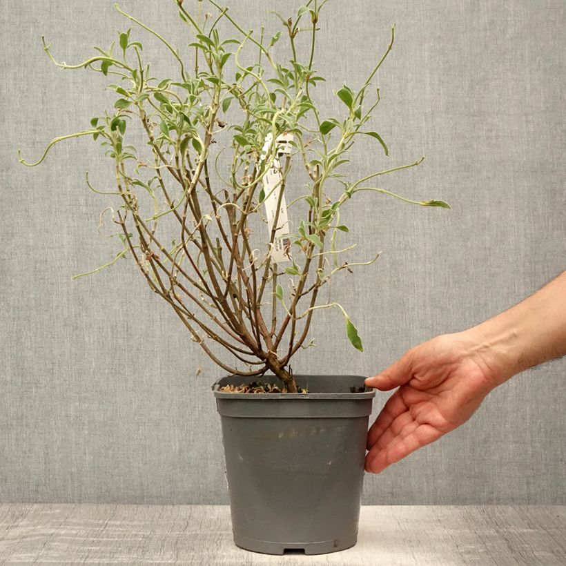 Amostra de Cistus argenteus Peggy Sammons Vaso de 2 L/3 L tal como entregue no verão
