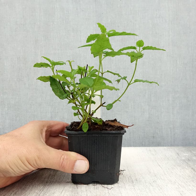 Amostra de Cistus corbariensis - Ciste des Corbières Godet de 8/9 cm tal como entregue no outono