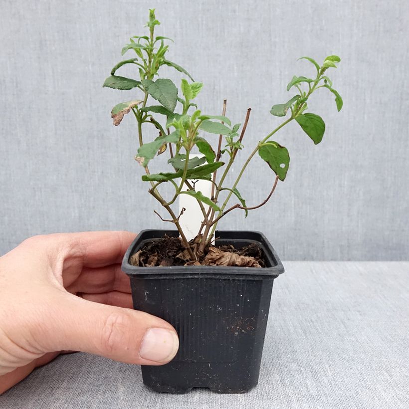 Amostra de Cistus corbariensis Vaso de 8/9 cm tal como entregue na primavera