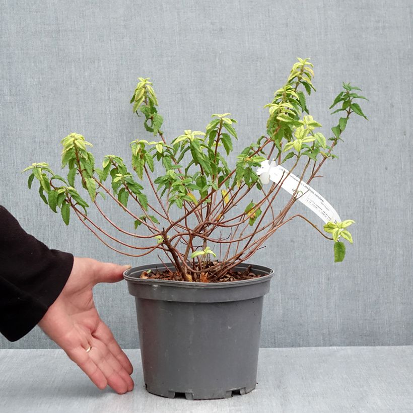 Amostra de Cistus corbariensis Little Miss Sunshine Vaso de 3 L/4 L tal como entregue no outono