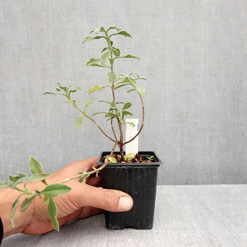 Amostra de Cistus Grayswood Rosa Vaso de 8/9 cm tal como entregue no outono
