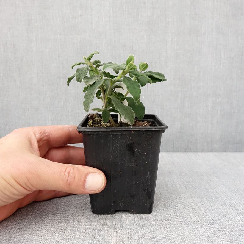 Amostra de Cistus Grayswood Pink - Ciste hybride Vaso de 8/9 cm tal como entregue no inverno