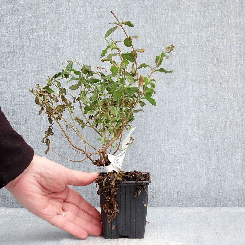 Amostra de Cistus monspeliensis Vaso de 8/9 cm tal como entregue no inverno