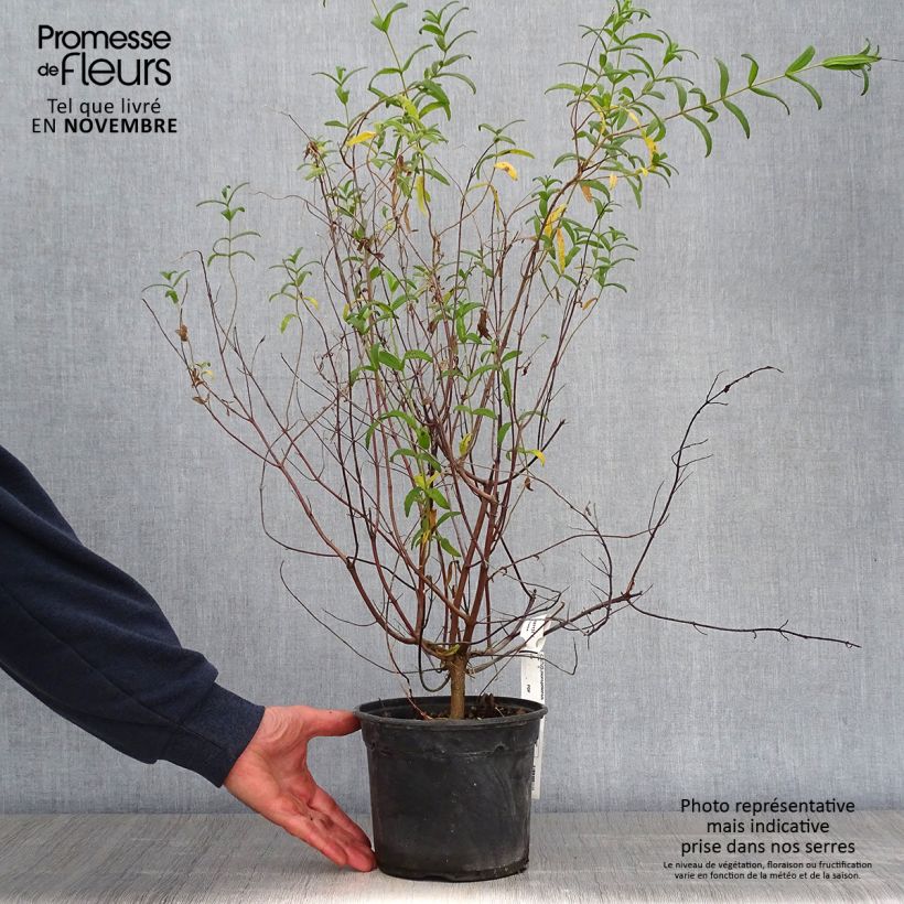 Amostra de Cistus monspeliensis Vaso de 2 L/3 L tal como entregue no outono