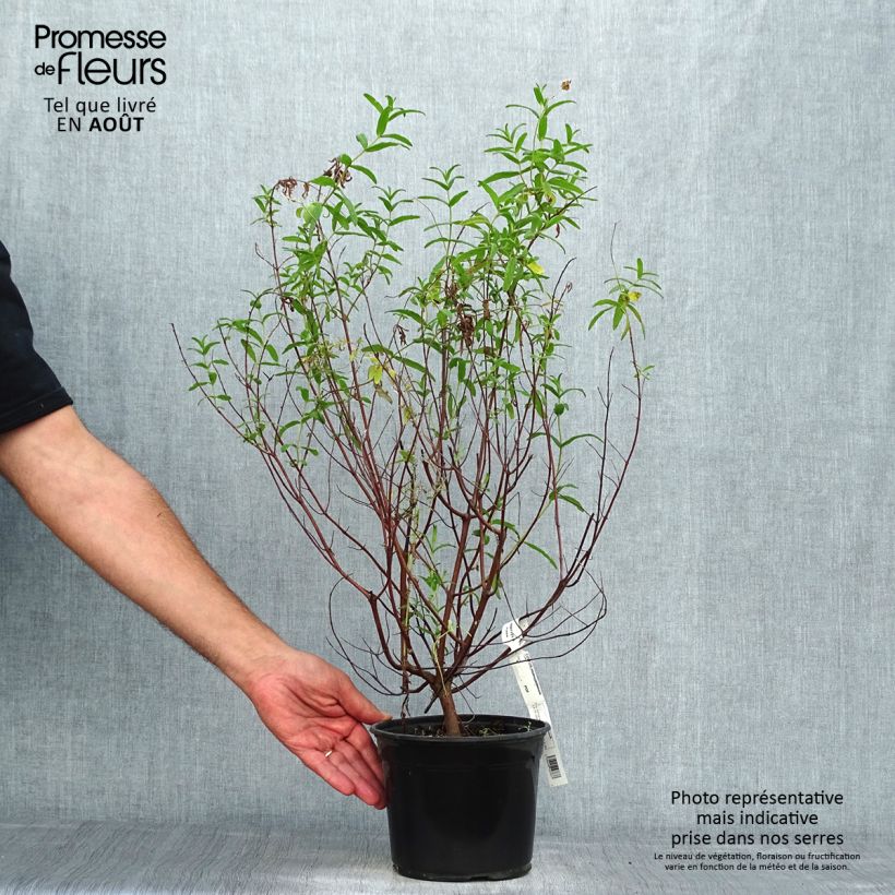 Amostra de Cistus monspeliensis Vaso de 2 L/3 L tal como entregue no verão
