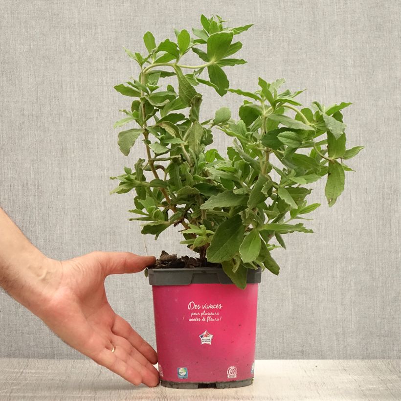 Amostra de Cistus pulverulentus Vaso de 2 L/3 L tal como entregue no verão