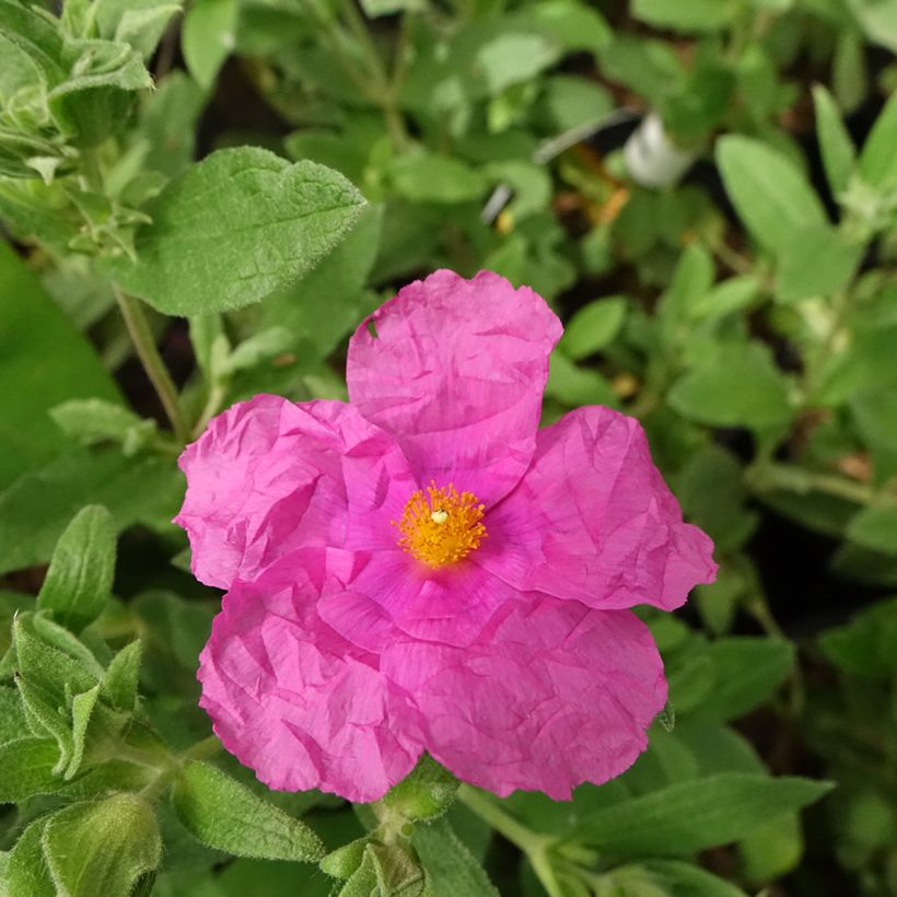 Cistus pulverulentus Sunset (Floração)