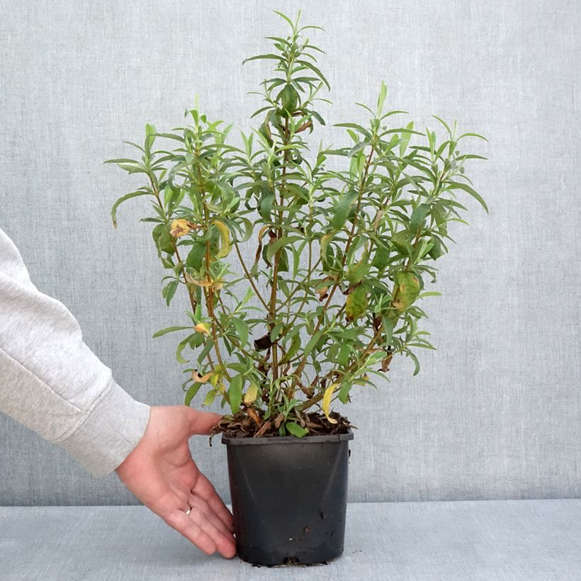 Amostra de Cistus purpureus Betty Taudevin Vaso de 2 L/3 L tal como entregue na primavera