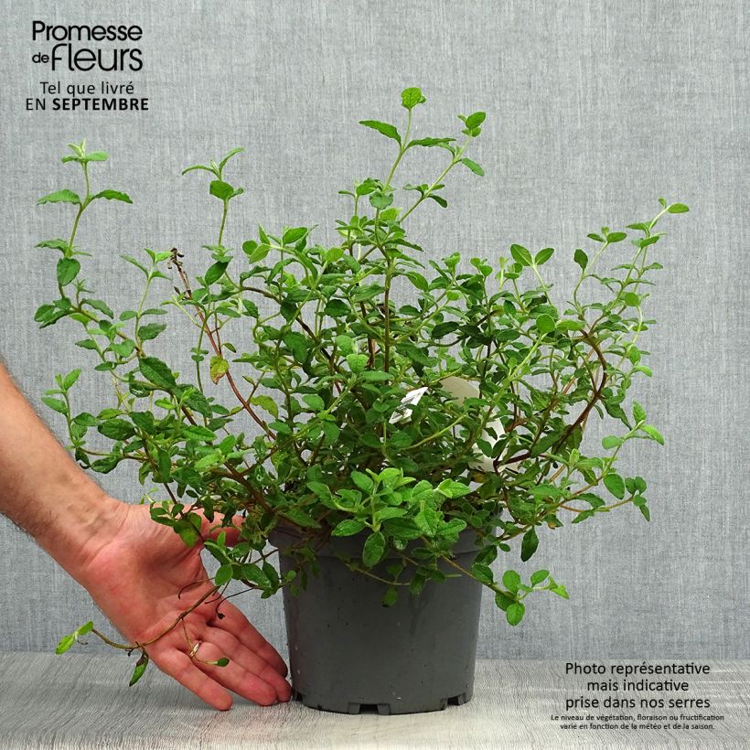 Amostra de Cistus salviifolius Vaso de 2 L/3 L tal como entregue no outono