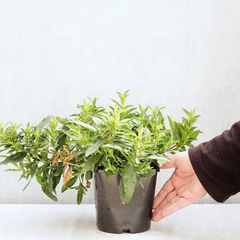 Amostra de Cistus x dansereaui Jenkyn Place Vaso de 1,5 L/2 L tal como entregue na primavera