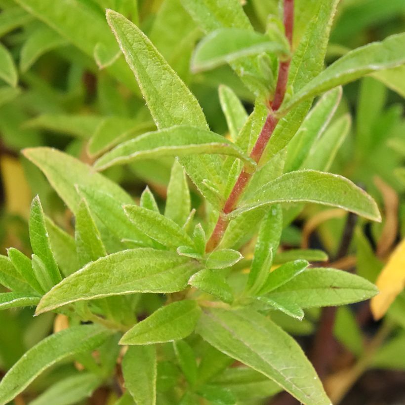 Cistus x dansereaui Jenkyn Place (Folhagem)