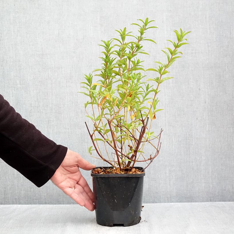 Amostra de Cistus x dansereaui Jenkyn Place Vaso de 1,5 L/2 L tal como entregue no outono