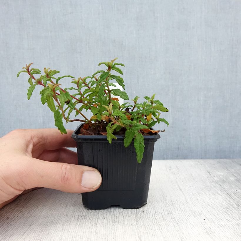 Amostra de Cistus x florentinus Repens - Ciste Vaso de 8/9 cm tal como entregue no outono