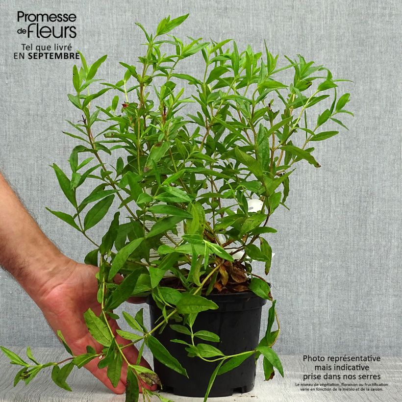 Amostra de Cistus (x) loretii Vaso de 2 L/3 L tal como entregue no outono