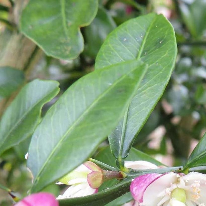 Limão caviar Grãos Vermelhos Red Crystal (Folhagem)