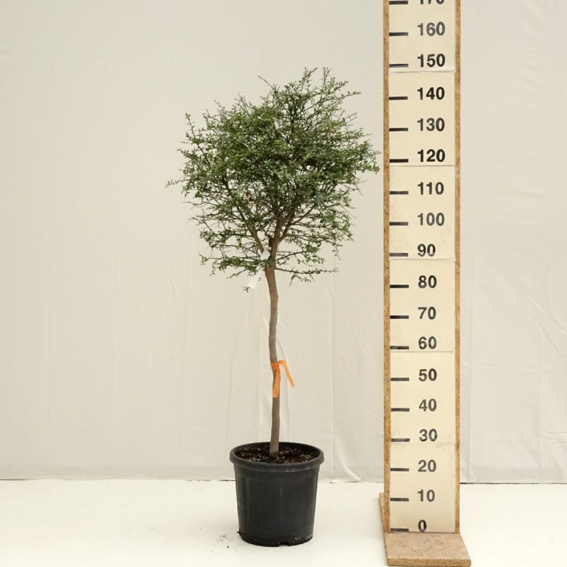 Amostra de Citron caviar - Microcitrus australasica Vaso de 18 L/20 L, Meia haste tal como entregue na primavera