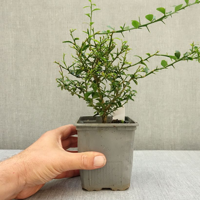 Amostra de Limão caviar Rosa - Microcitrus australasica Rosa Vaso de 8/9 cm, Arbusto tal como entregue no verão