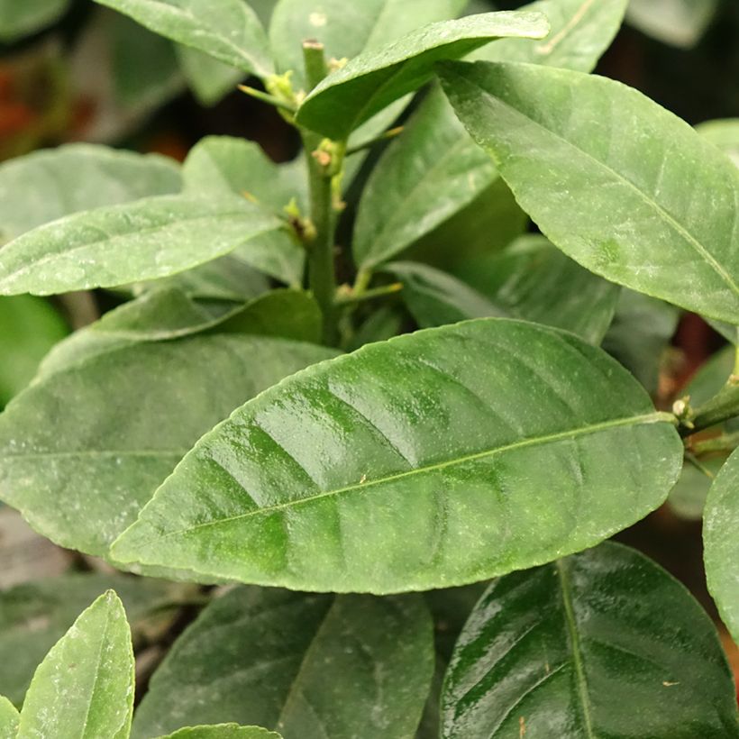 Laranja amarga vermelha - Citrus x Volkameriana / Rangpur (Folhagem)